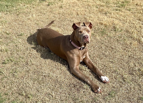 Remi