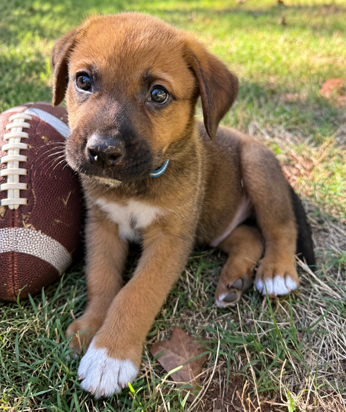 Gus, a dog for adoption from Oklahome Animal Rescue, Inc.