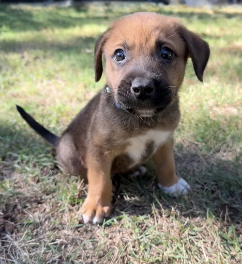 Photo 2 of Gus