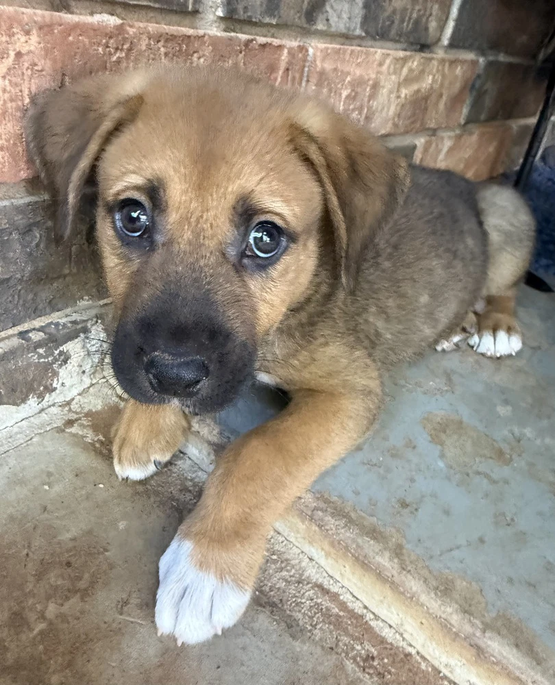 Gus
