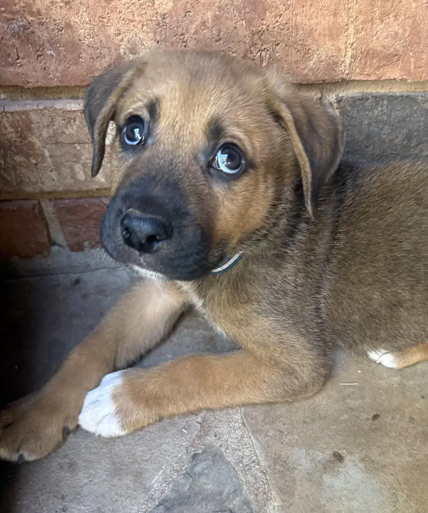Gus image 3