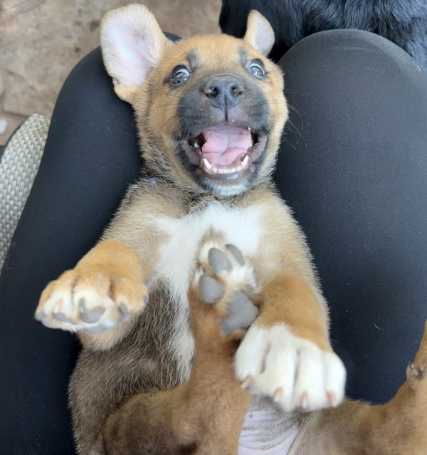 Gus