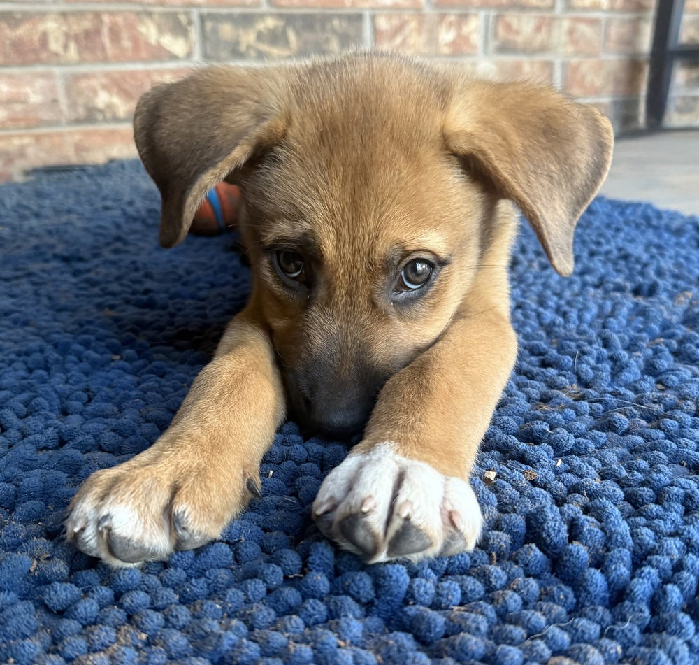 Gus, photo 3