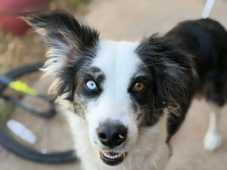 Pickles - Border Collie