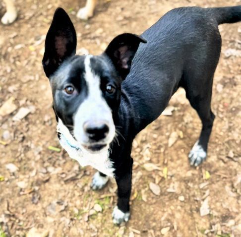 SPARKY - German Shepherd Dog / Australian Cattle Dog/Blue Heeler available for adoption