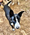 Sparky - Photo 3