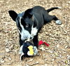 Sparky - Photo 4