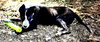 Sparky - Photo 5