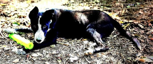 Sparky photo 5