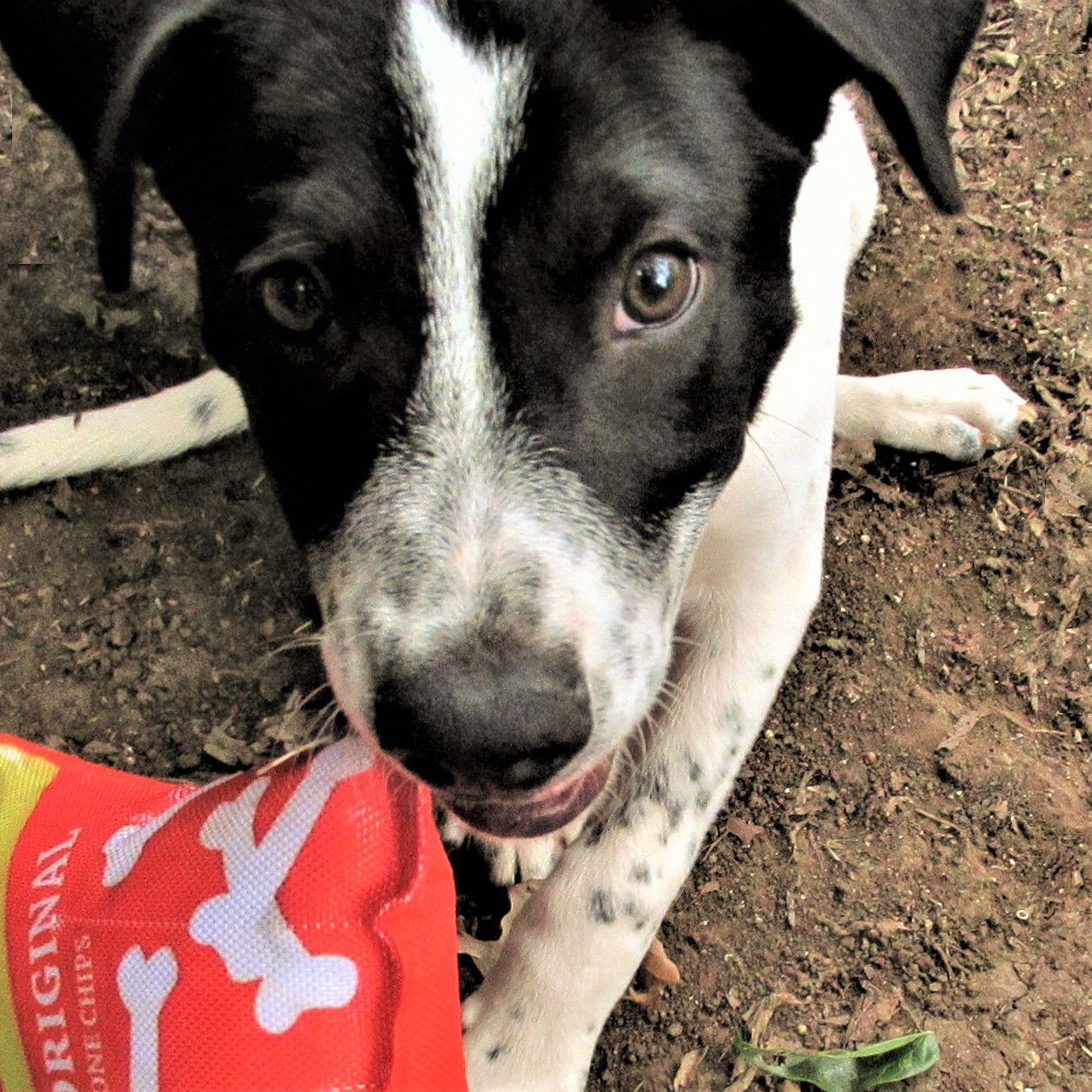 adoptable Dog in Godley, TX named Bandito