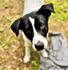 Bandito - Photo 3