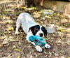 Bandito - Photo 4
