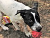 Bandito - Photo 5