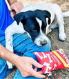 Bandito - Photo 6