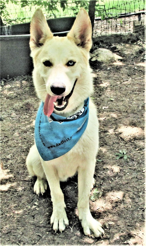 LUKA - Husky available for adoption