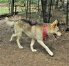 Luka - Photo 4