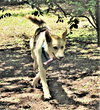 Luka - Photo 5
