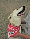 Luka - Photo 6