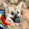 adoptable Dog in Godley, TX named Sheba