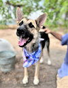 Sheba - Photo 2