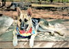 Sheba - Photo 3