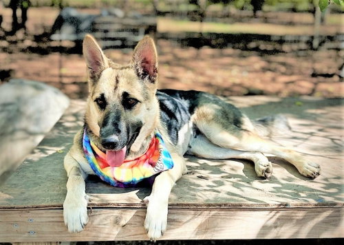 Sheba photo 3