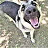 Sheba - Photo 4