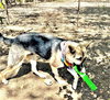 Sheba - Photo 5