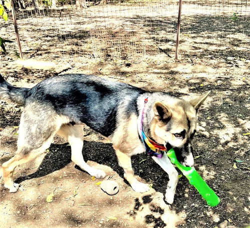 Sheba photo 5