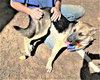 Sheba - Photo 6