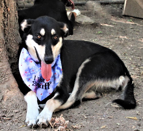 GRACEY - Shepherd / Husky available for adoption