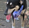 Gracey - Photo 3