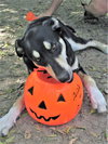 Gracey - Photo 5