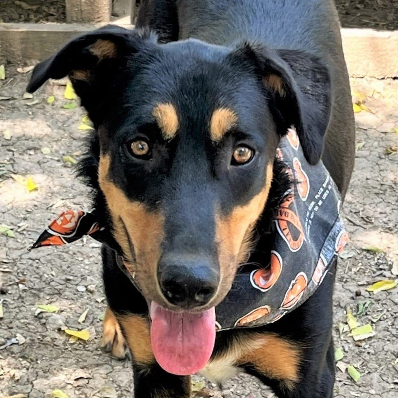 adoptable Dog in Godley, TX named Scout