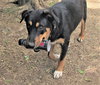 Scout - Photo 2