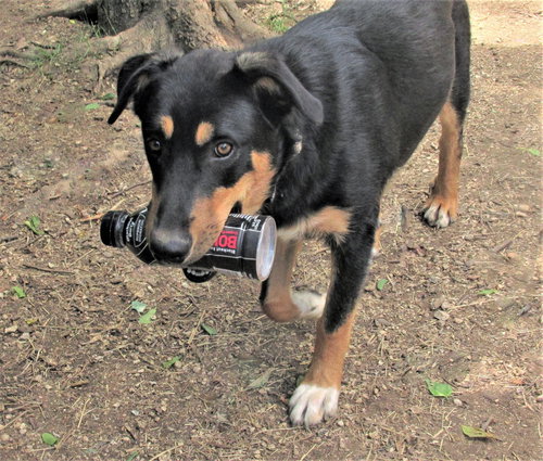 SCOUT - Shepherd / Husky available for adoption