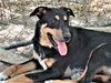 Scout - Photo 3