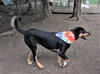 Scout - Photo 4