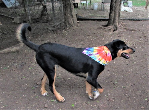 Scout photo 4