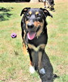 Scout - Photo 5