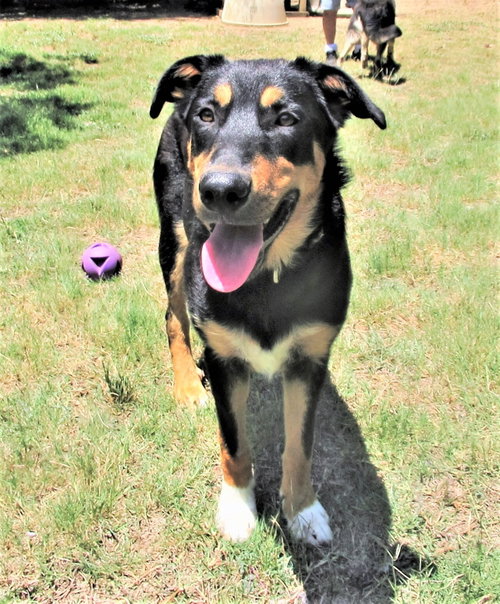 Scout photo 5