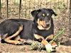 Scout - Photo 6