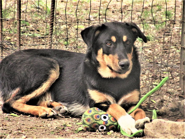Scout