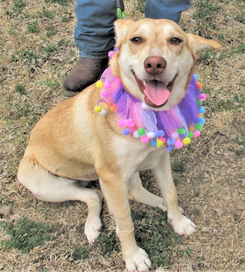 LAYLA - Husky / Catahoula Leopard Dog available for adoption