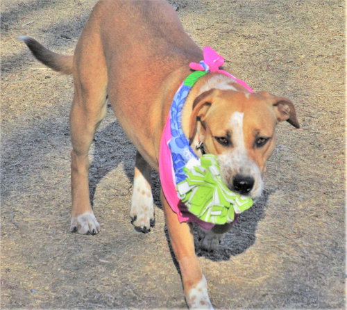 CINNAMON - Australian Cattle Dog/Blue Heeler / Catahoula Leopard Dog available for adoption