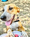 Cinnamon - Photo 3