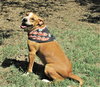 Cinnamon - Photo 4
