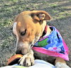 Cinnamon - Photo 5