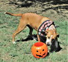 Cinnamon - Photo 6