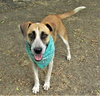Sage - Photo 2